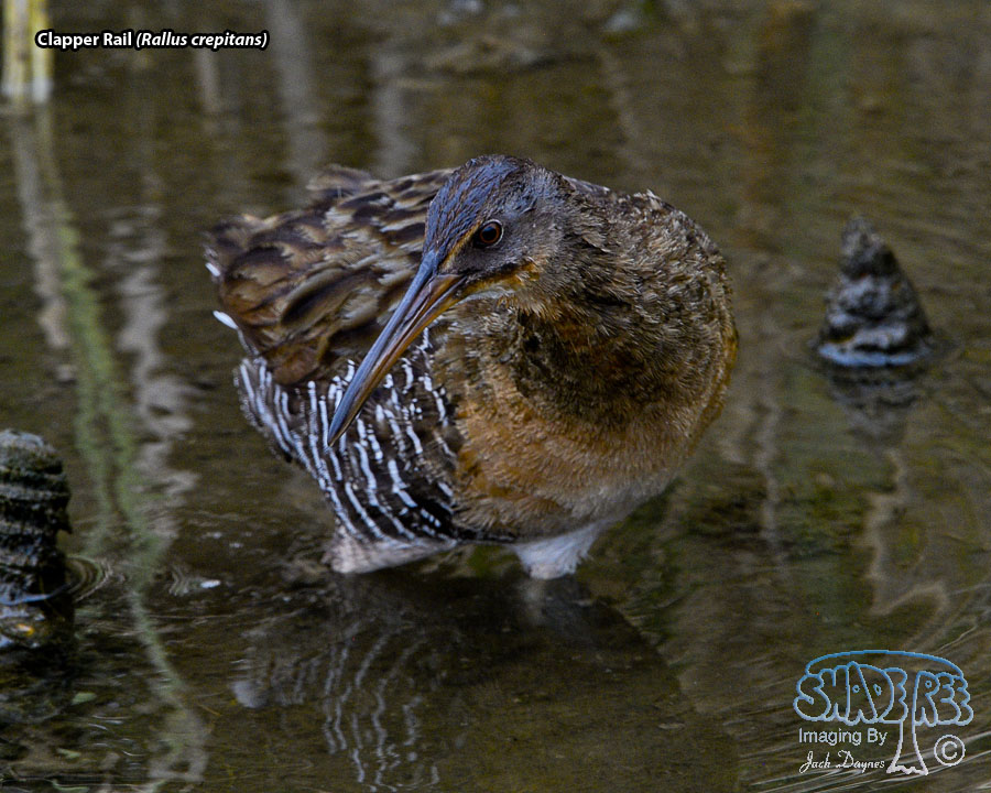 Clapper Rail - Rallus crepitans