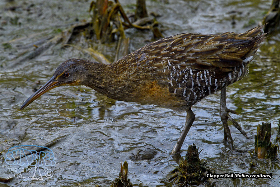 Clapper Rail - Rallus crepitans