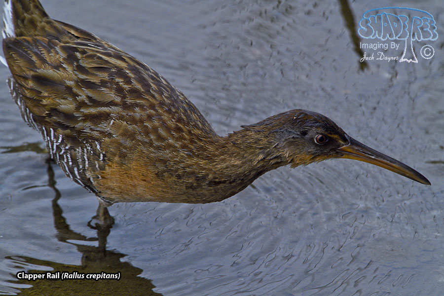 Clapper Rail - Rallus crepitans