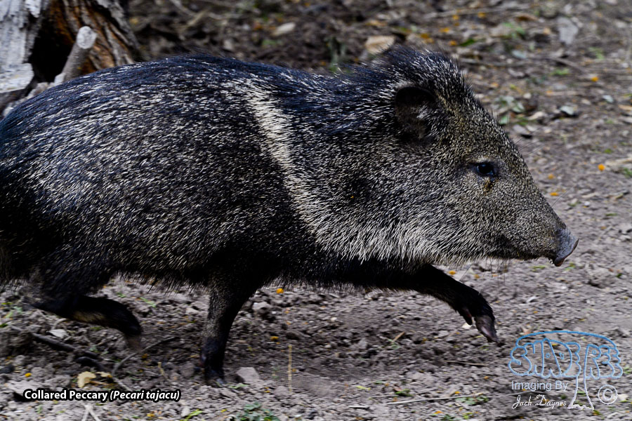 Collared Peccary - Pecari tajacu