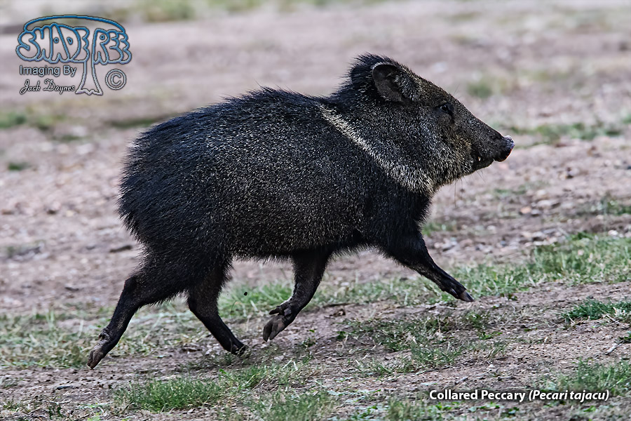 Collared Peccary - Pecari tajacu