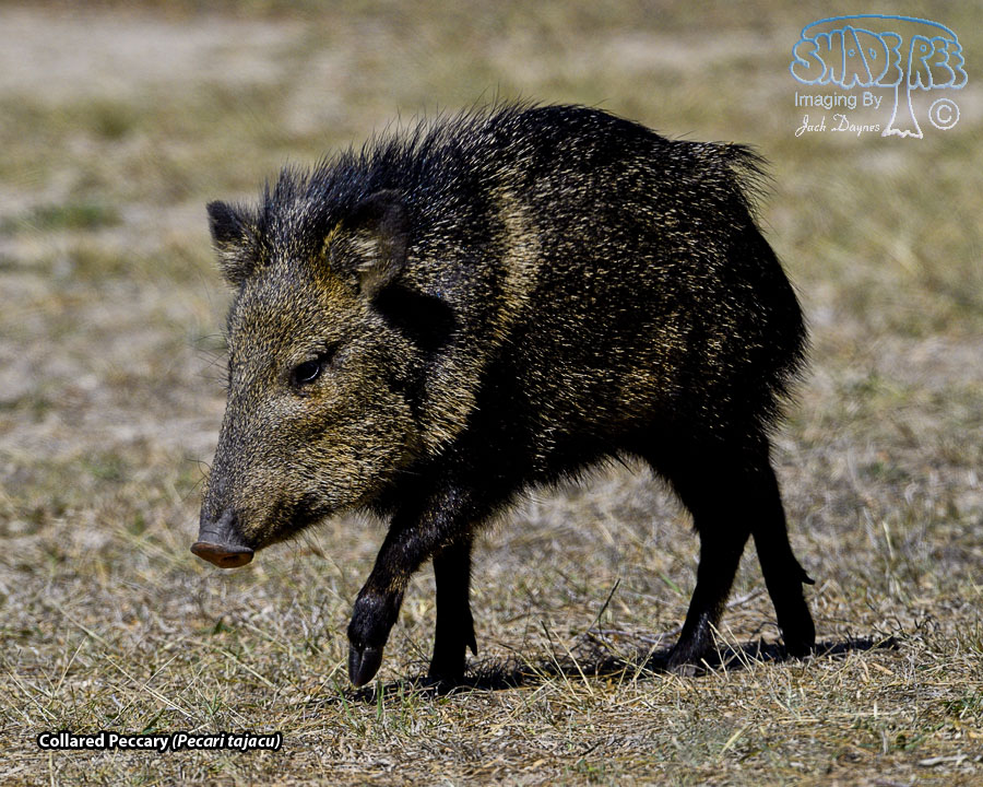 Collared Peccary - Pecari tajacu