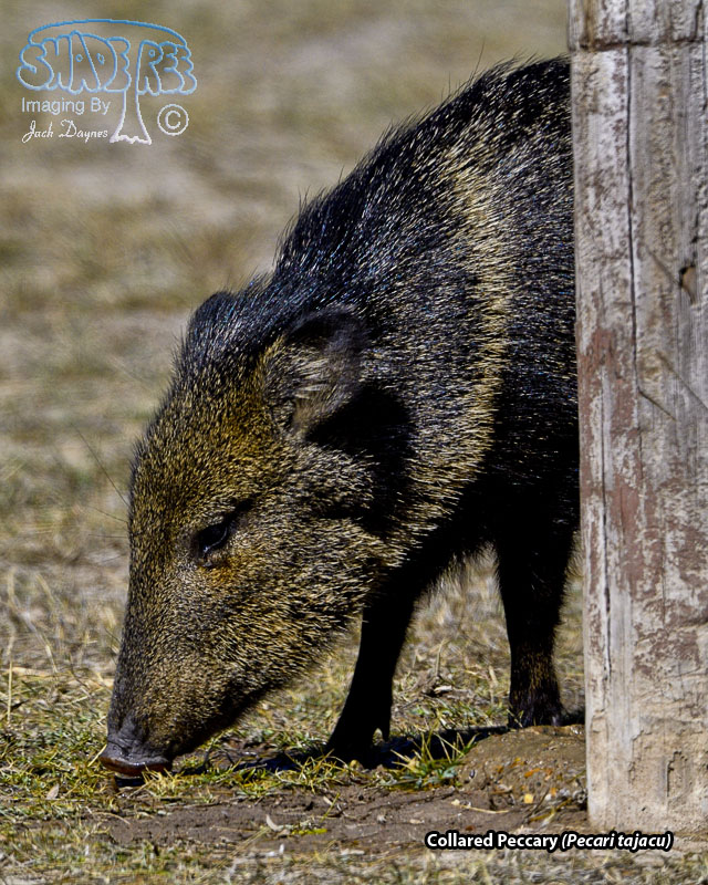 Collared Peccary - Pecari tajacu