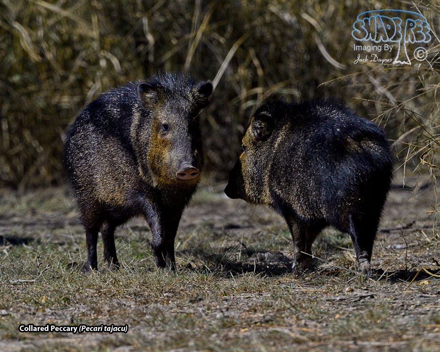 Collared Peccary - Pecari tajacu