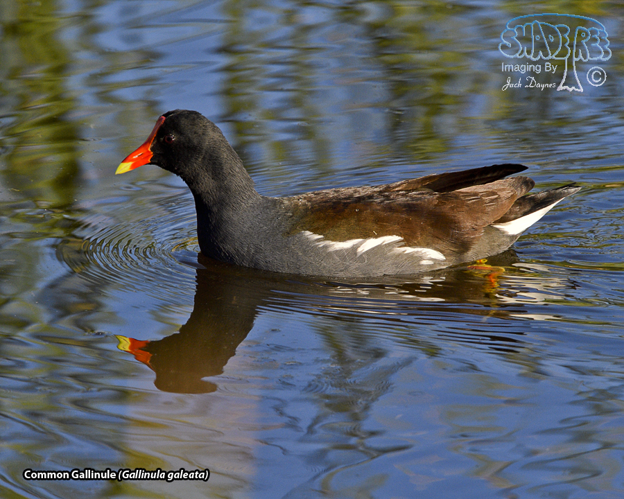 Common Gallinule - Gallinula galeata