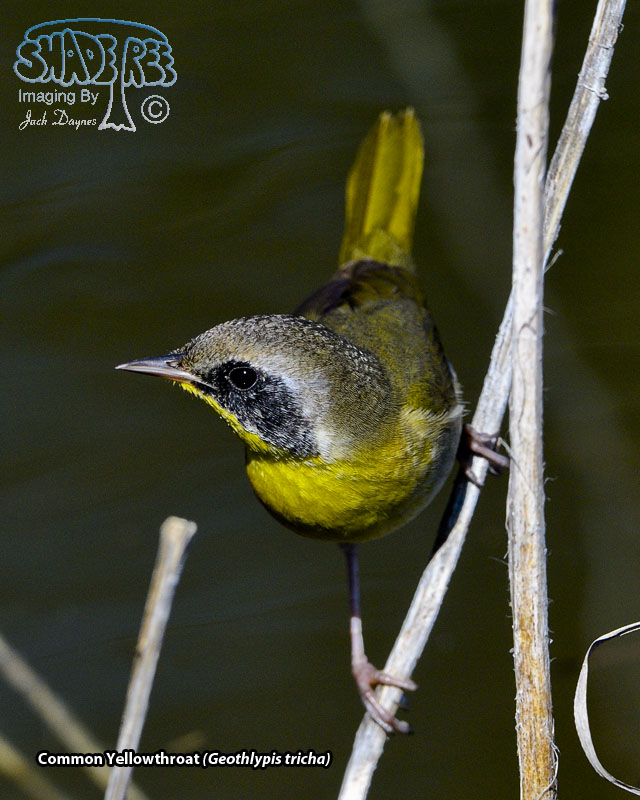 Common Yellowthroat - Geothlypis trichas