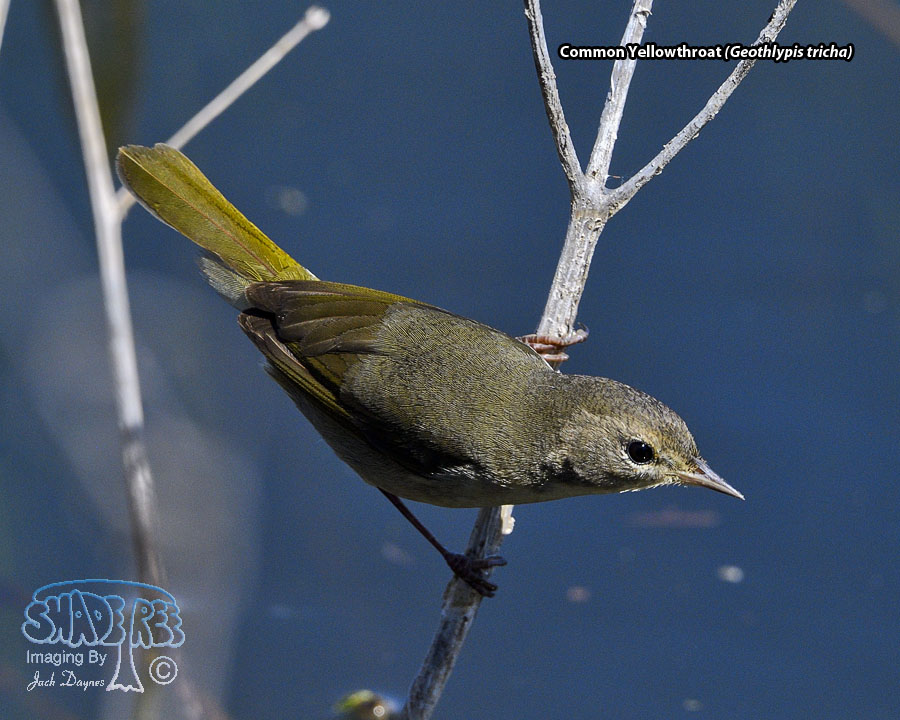 Common Yellowthroat - Geothlypis trichas