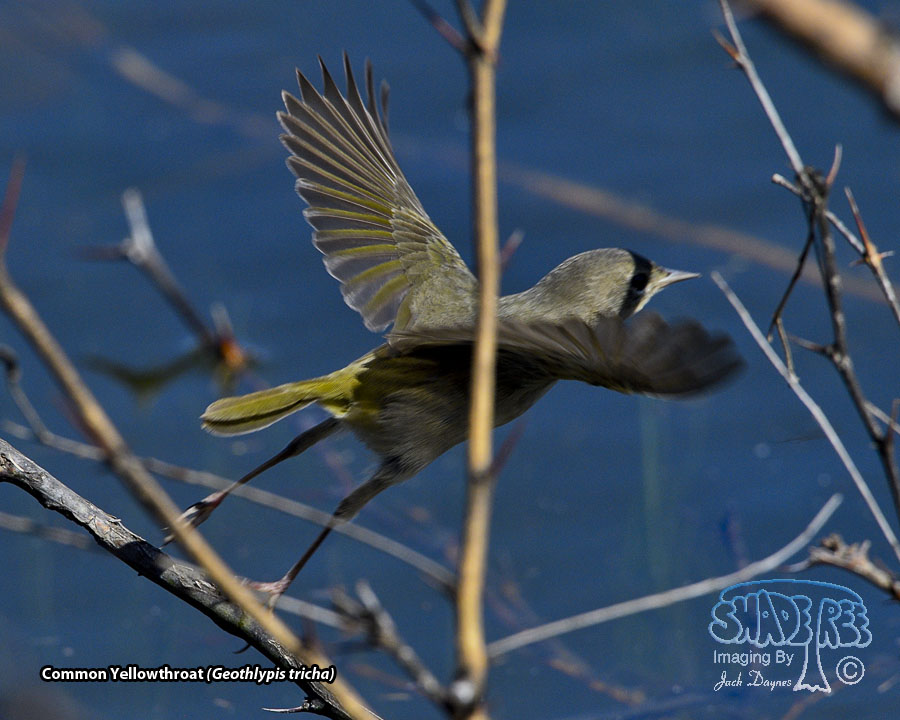 Common Yellowthroat - Geothlypis trichas