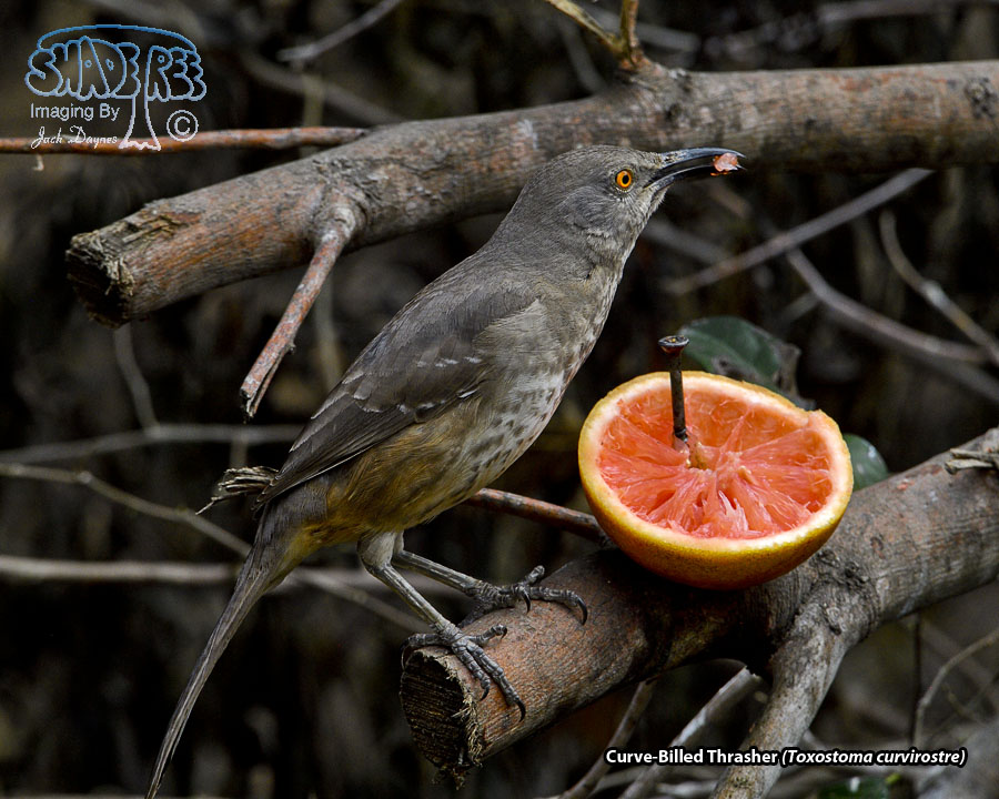 Curve-Billed Thrasher - Toxostoma curvirostre