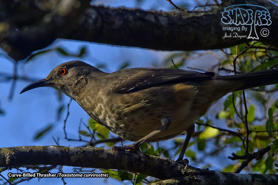 Curve-Billed Thrasher - Toxostoma curvirostre