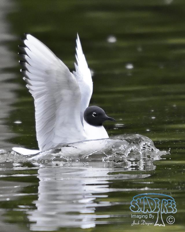 Bonaparte's Gull - Chroicocephalus philadelphia