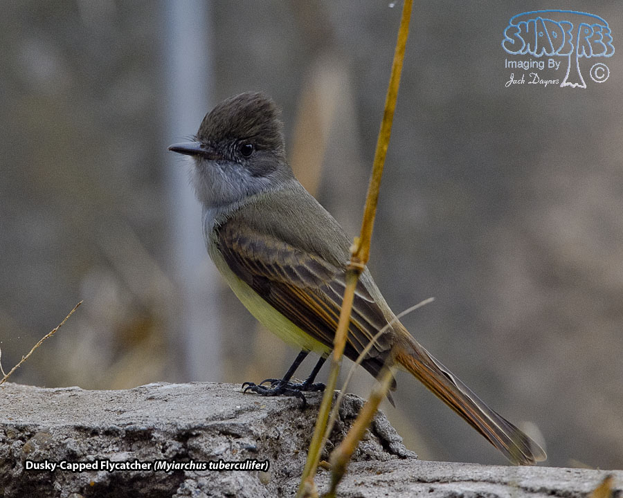Dusky-Capped Flycatcher - Myiarchus tuberculifer