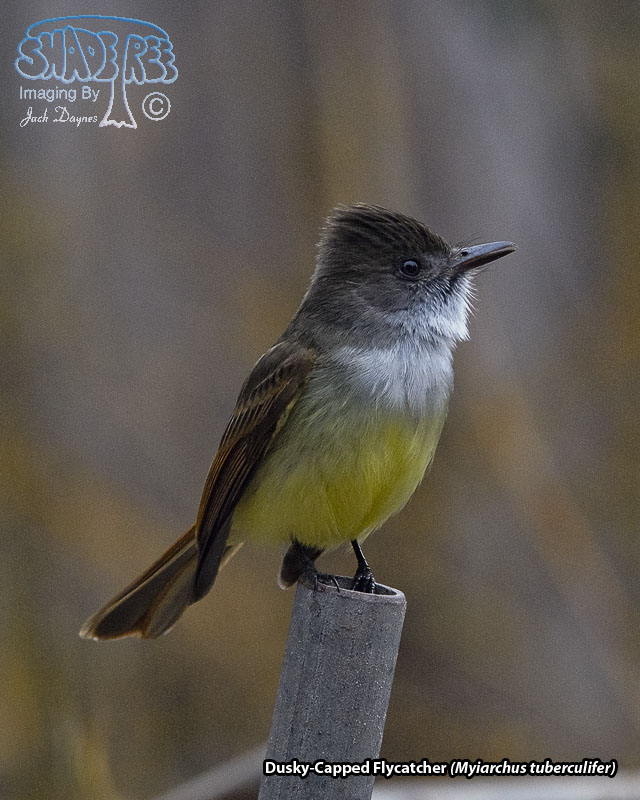 Dusky-Capped Flycatcher - Myiarchus tuberculifer