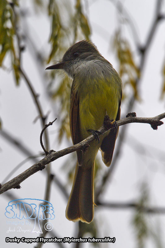 Dusky-Capped Flycatcher - Myiarchus tuberculifer