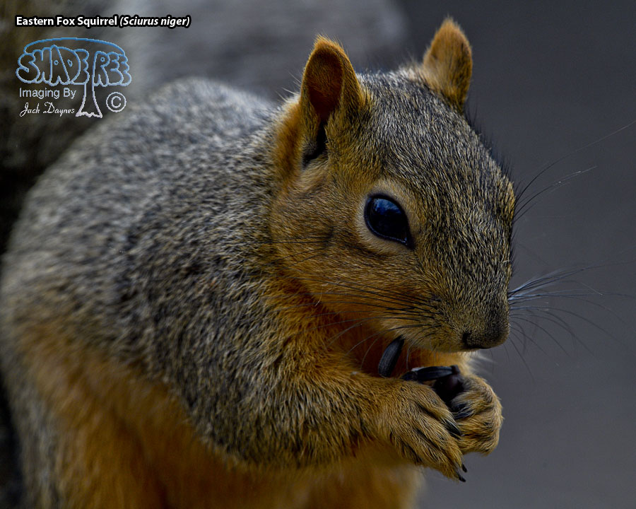Eastern Fox Squirrel - Sciurus niger