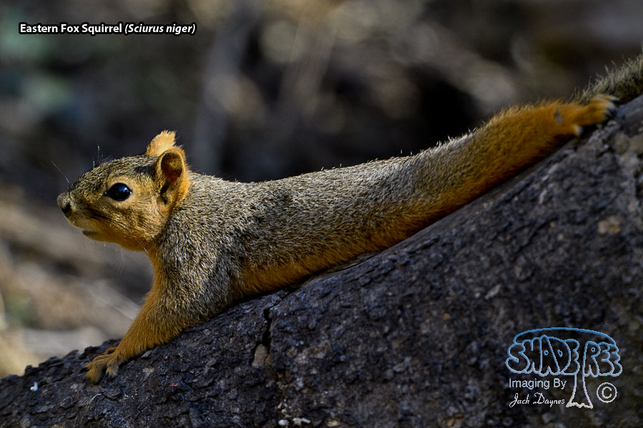 Eastern Fox Squirrel - Sciurus niger