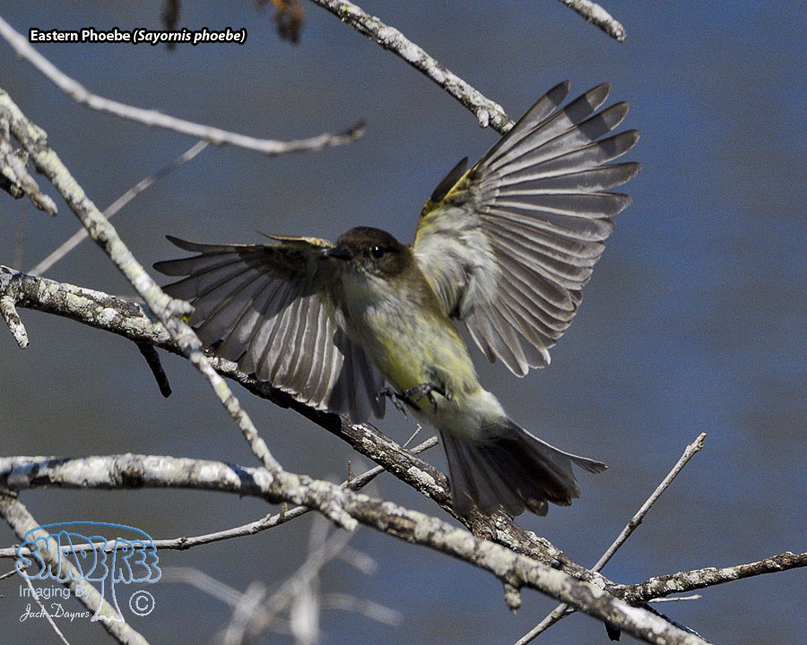 Eastern Phoebe - Sayornis phoebe