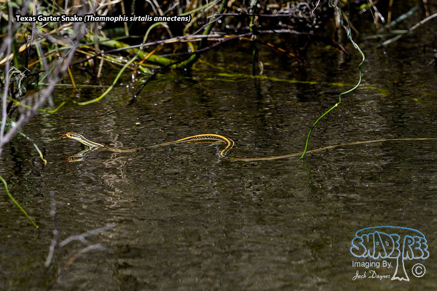 Texas Garter Snake - Thamnophis sirtalis annectens