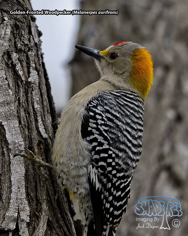 Golden-Fronted Woodpecker - Melanerpes aurifrons
