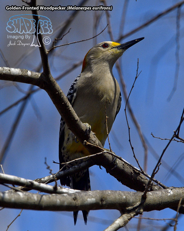 Golden-Fronted Woodpecker - Melanerpes aurifrons
