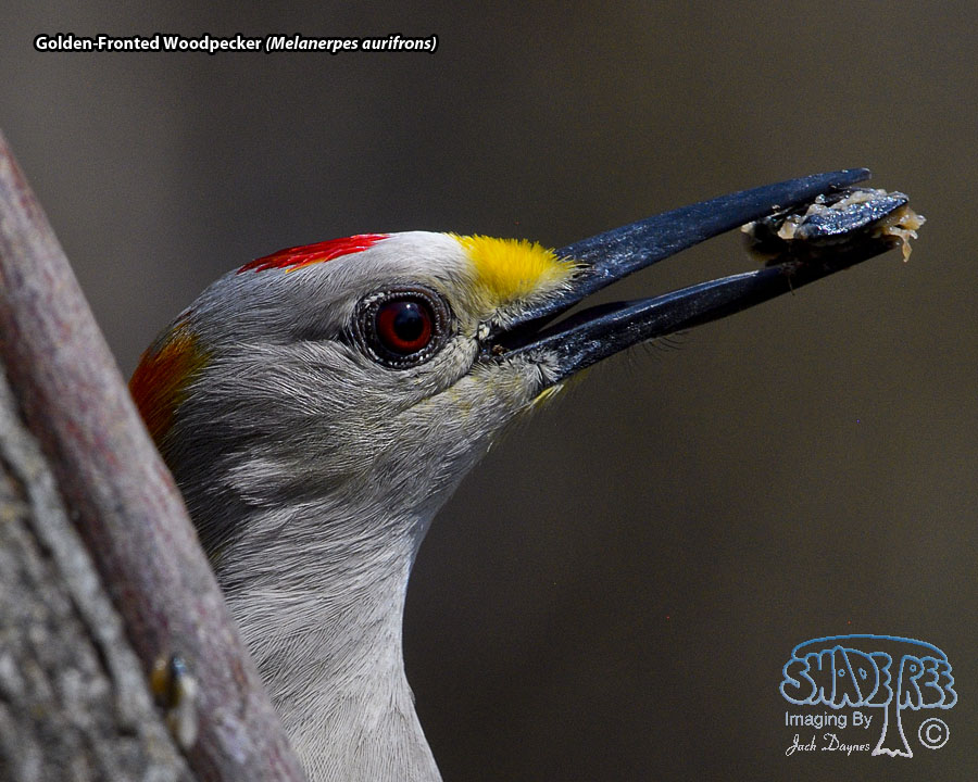 Golden-Fronted Woodpecker - Melanerpes aurifrons