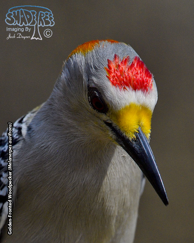 Golden-Fronted Woodpecker - Melanerpes aurifrons