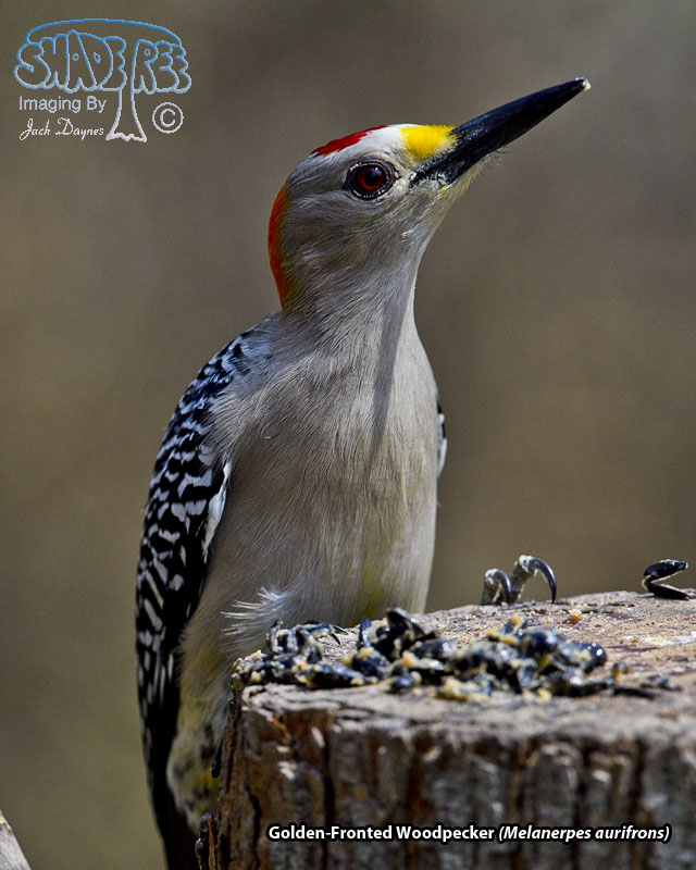 Golden-Fronted Woodpecker - Melanerpes aurifrons