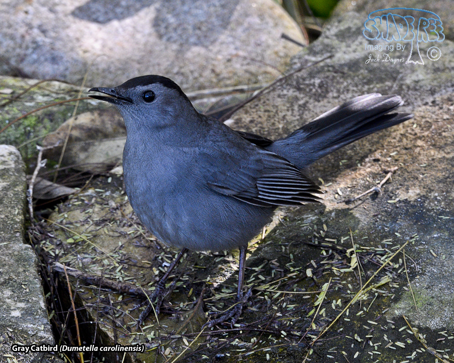 Gray Catbird - Dumetella carolinensis