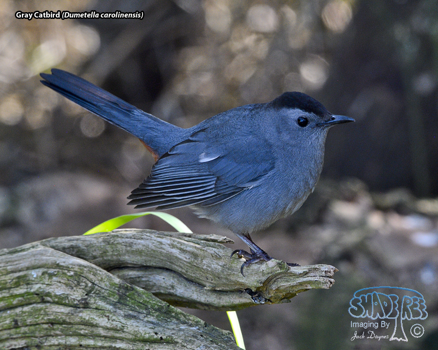 Gray Catbird - Dumetella carolinensis