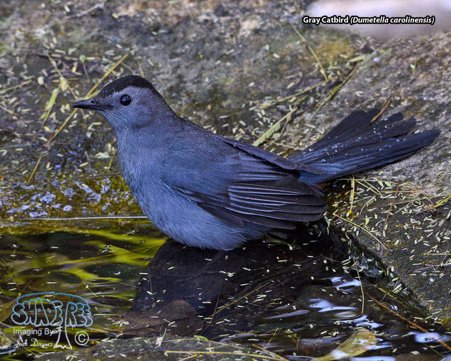 Gray Catbird - Dumetella carolinensis