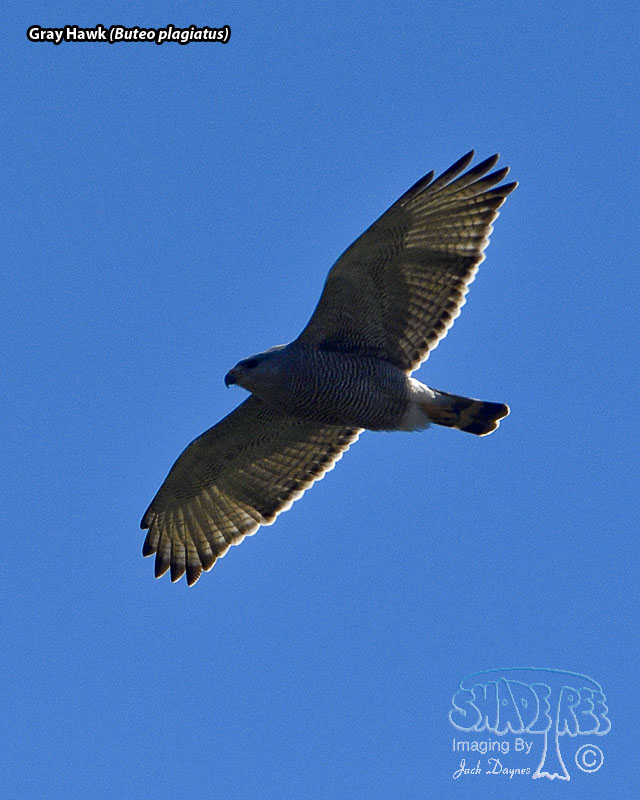 Gray Hawk - Buteo plagiatus