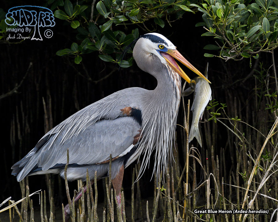 Great Blue Heron - Ardea herodias