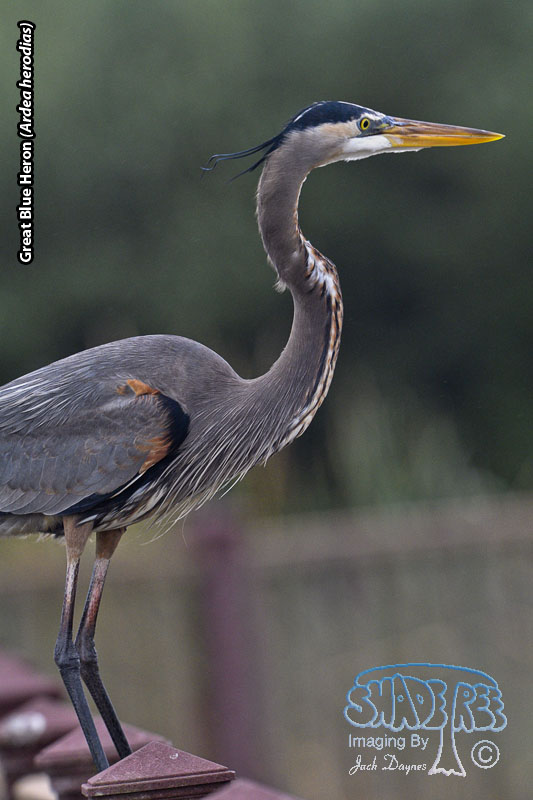 Great Blue Heron - Ardea herodias