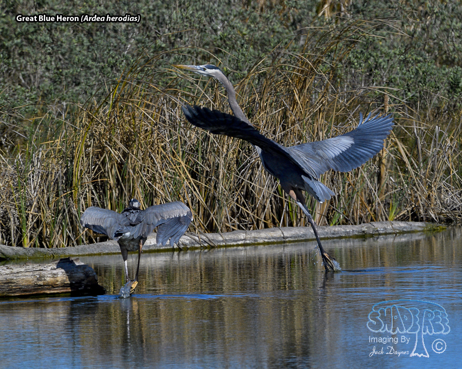 Great Blue Heron - Ardea herodias