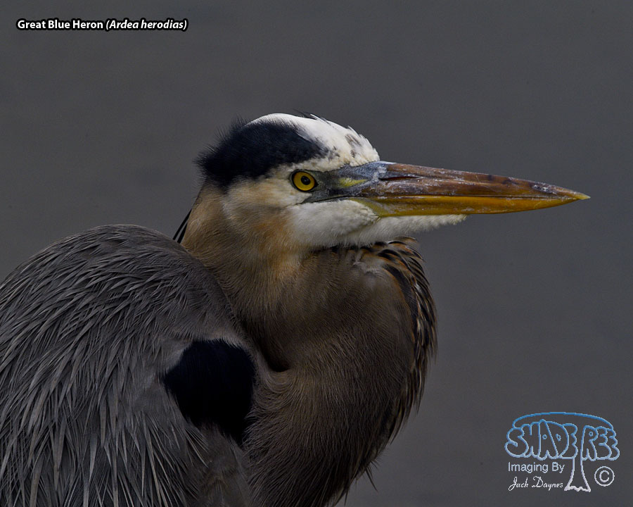 Great Blue Heron - Ardea herodias