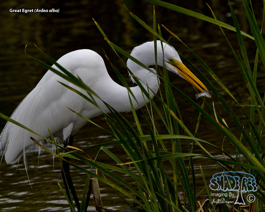 Great Egret - Ardea alba