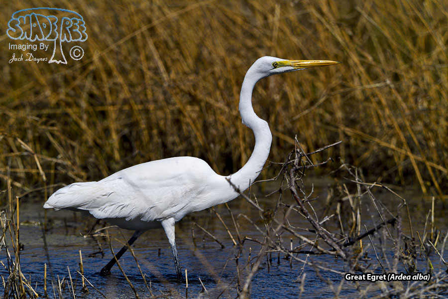 Great Egret - Ardea alba