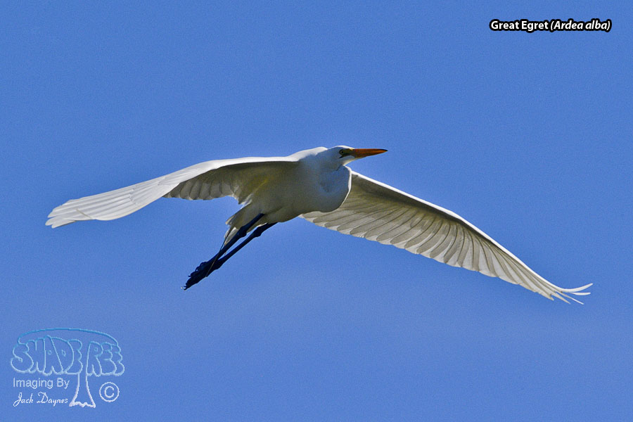 Great Egret - Ardea alba
