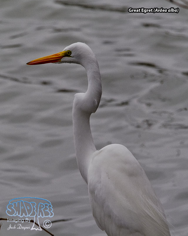 Great Egret - Ardea alba