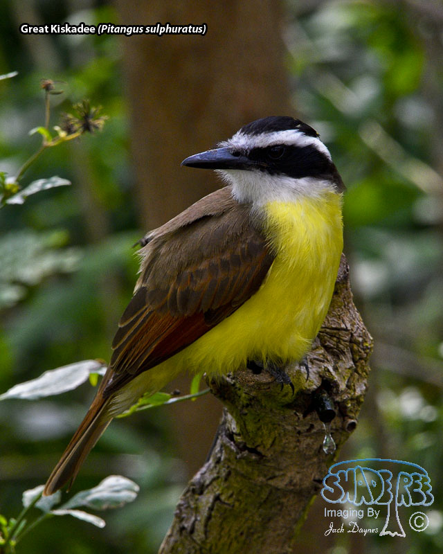 Great Kiskadee - Pitangus sulphuratus