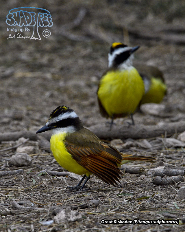 Great Kiskadee - Pitangus sulphuratus