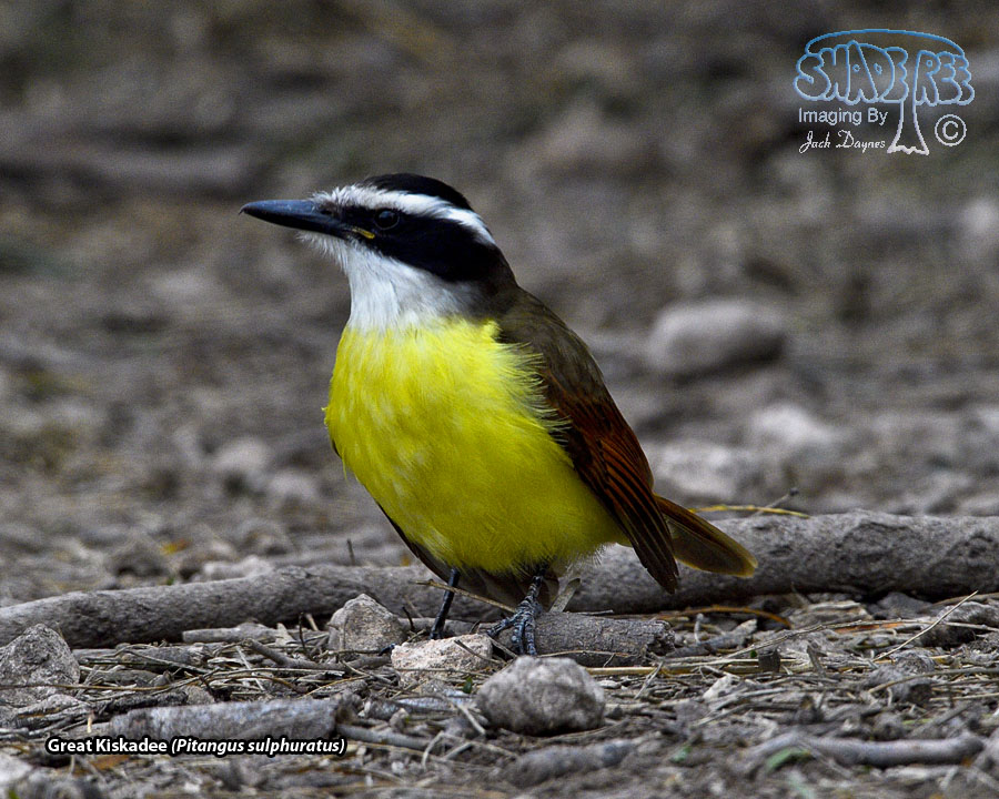 Great Kiskadee - Pitangus sulphuratus