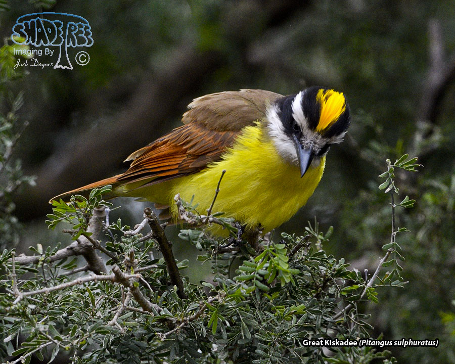 Great Kiskadee - Pitangus sulphuratus