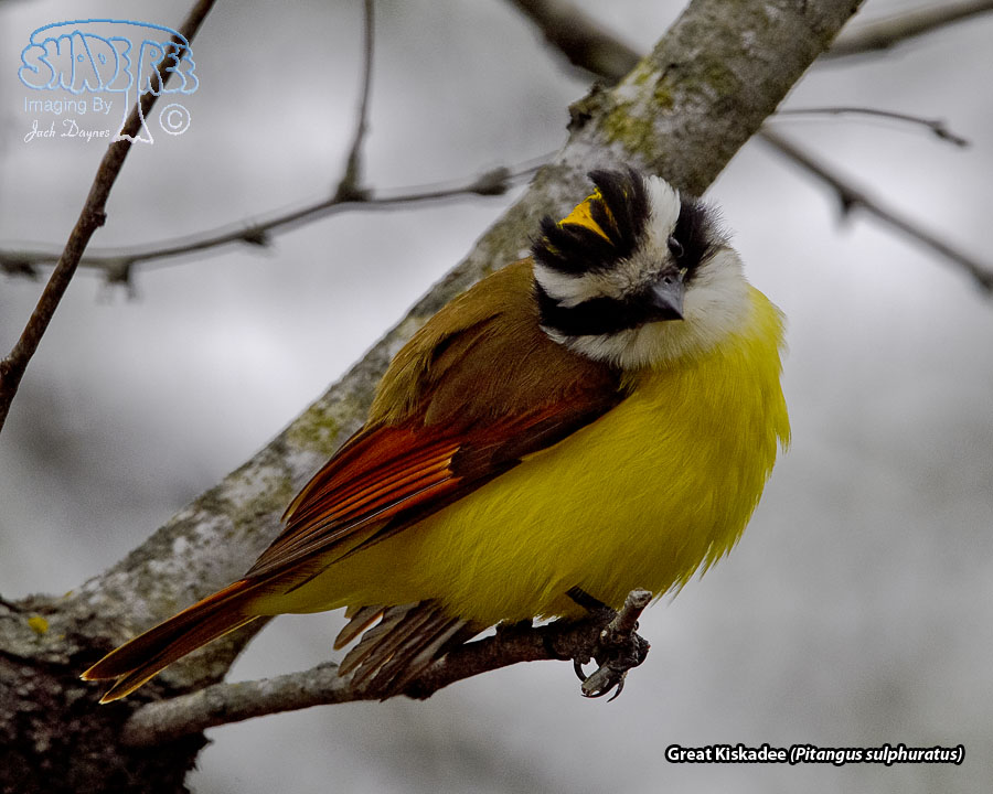 Great Kiskadee - Pitangus sulphuratus