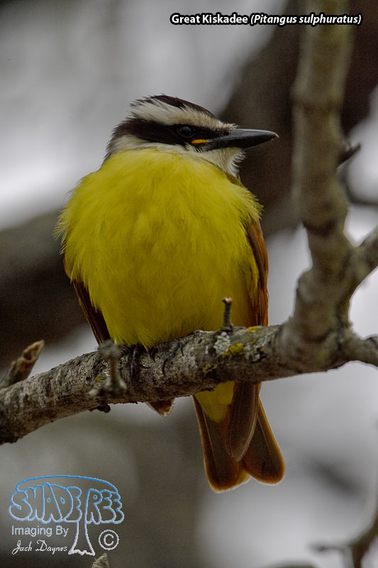 Great Kiskadee - Pitangus sulphuratus