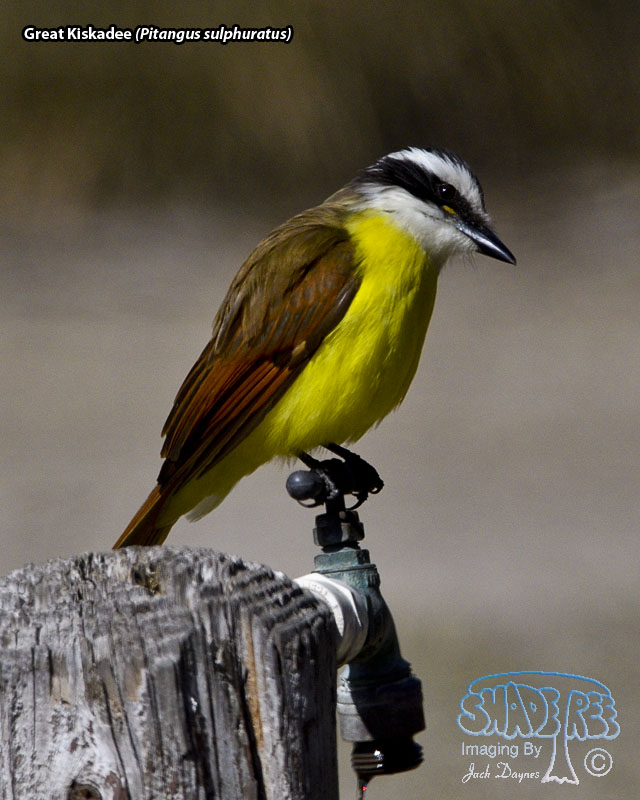 Great Kiskadee - Pitangus sulphuratus