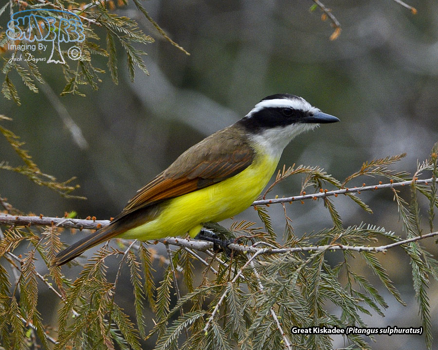 Great Kiskadee - Pitangus sulphuratus