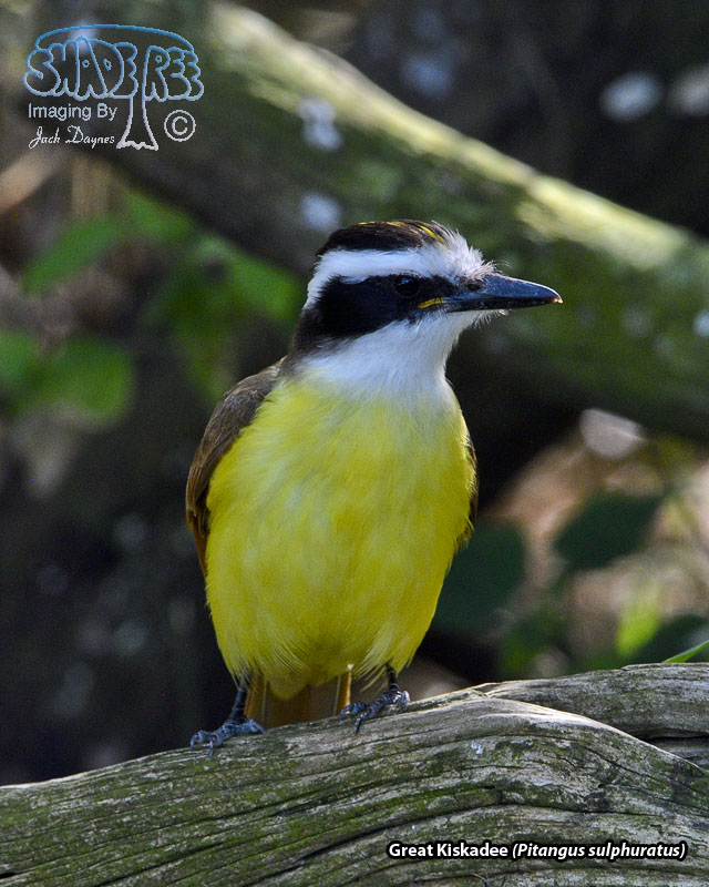 Great Kiskadee - Pitangus sulphuratus