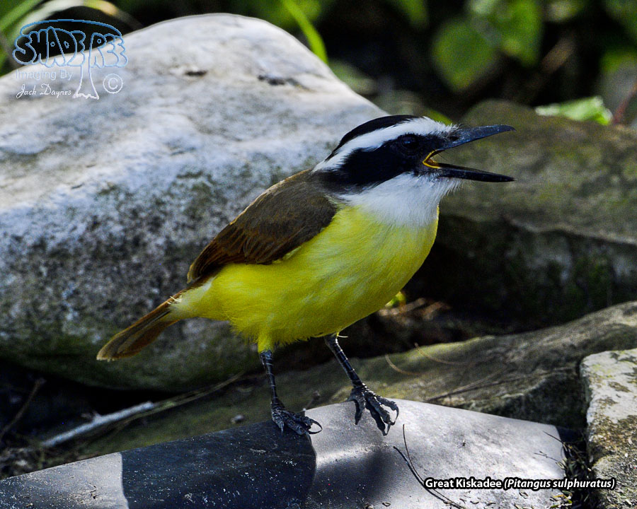 Great Kiskadee - Pitangus sulphuratus