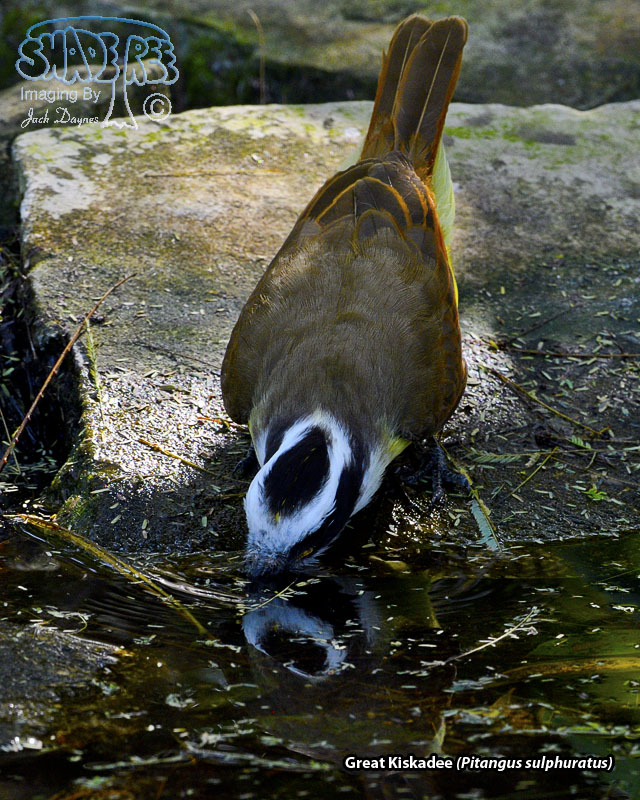 Great Kiskadee - Pitangus sulphuratus